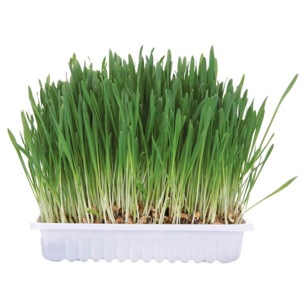 6x herbe pour petits animaux, 100 g